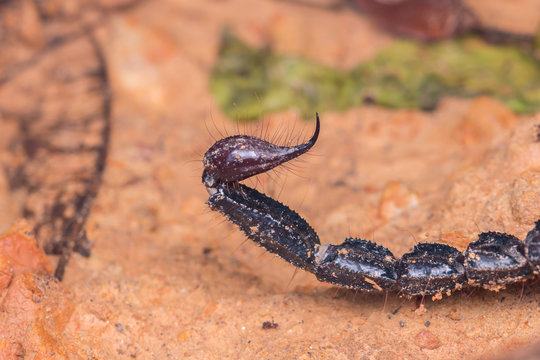 close up image of a Scorpion tail
