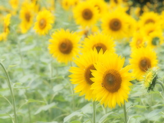 ヒマワリ畑　ソフトフォーカス
