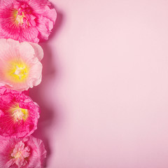 Summer mallow flowers pink background. Minimalism beauty holiday