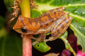 Macro image of detail frog in deep jungle at Borneo Island