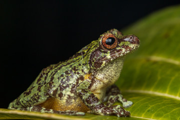 Macro image of detail frog in deep jungle at Borneo Island