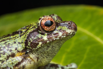 Macro image of detail frog in deep jungle at Borneo Island