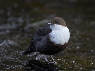 White-throated dipper (Cinclus cinclus)