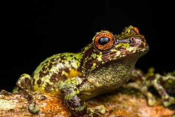 Macro image of detail frog in deep jungle at Borneo Island