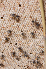 bee is on the honeycomb
