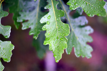 Oak tree leaves with rain drops up close