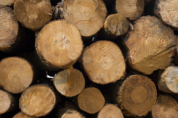 Wood log texture of wooden tree trunks