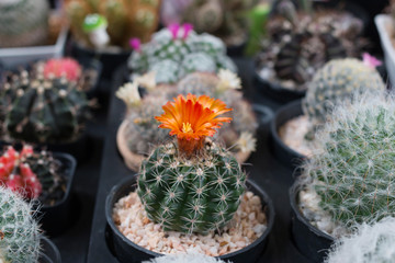 Beautiful Green Cactus in a pot 
