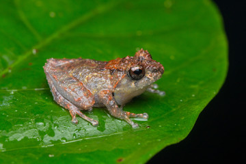 Macro image of detail frog in deep jungle at Borneo Island