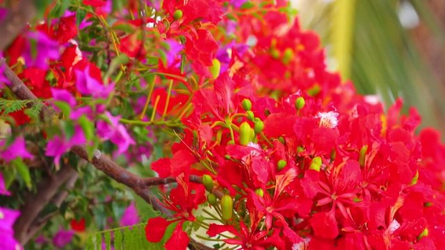 Royal poinciana, delonix regia from the fabaceae family also none as the flame tree, with its vibrant red flowers, panoramic panning camera high definition stock footage clip.