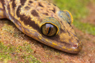 Beautiful Kinabalu Angle-toed Gecko (Cyrtodactylus baluensis) , Kundasang, Borneo / Kinabalu Angle-toed Gecko Full Body Shot 