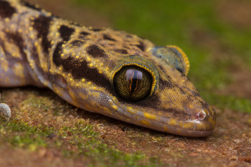 Beautiful Kinabalu Angle-toed Gecko (Cyrtodactylus baluensis) , Kundasang, Borneo / Kinabalu...