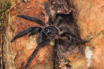 Tarantula of Borneo , Tarantula