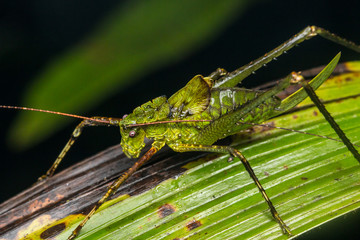 Macro image of Beautiful Katydid of Borneo Island. 