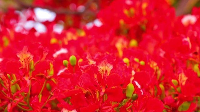 Royal poinciana, delonix regia from the fabaceae family also none as the flame tree, with its vibrant red flowers, panoramic panning camera high definition stock footage clip.
