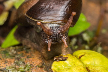 Macro Image of Snail of Borneo Island