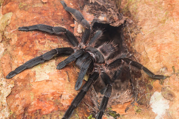 Tarantula of Borneo , Tarantula