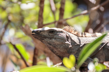 Iguana en el mangle