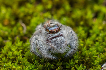 Close-up of Jumping Spider , Jumping Spider of Borneo , Jumping Spider , Beautiful Jumping Spider