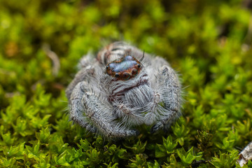 Close-up of Jumping Spider , Jumping Spider of Borneo , Jumping Spider , Beautiful Jumping Spider
