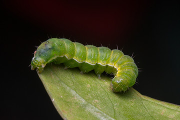 Macro Image of Beautiful green caterpillar on leaf with isolated on black