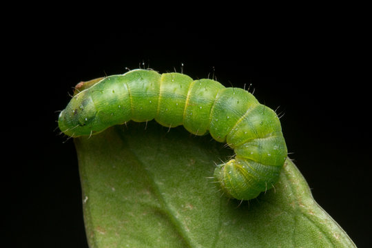 Macro Image of Beautiful green caterpillar on leaf with isolated on black