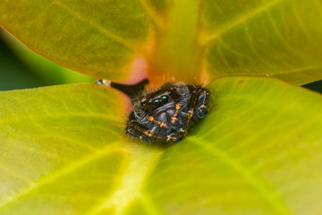 Close-up of Jumping Spider , Jumping Spider of Borneo , Jumping Spider , Beautiful Jumping Spider