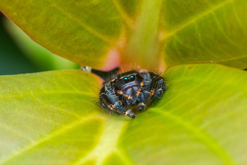 Close-up of Jumping Spider , Jumping Spider of Borneo , Jumping Spider , Beautiful Jumping Spider