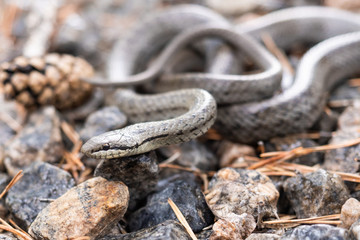 snake moving over the earth