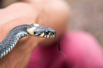 Snake getting ready to strike