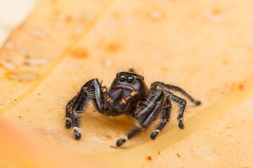 Jumping Spider on green moss with blur background , Close-up of Jumping Spider , Jumping Spider of Borneo