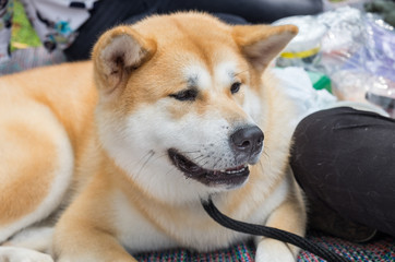 Popular japanese dog Akita Inu. Close Up Portrait