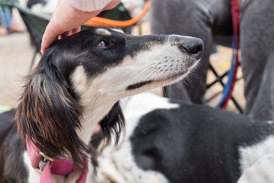 Saluki dogs, (also known as Persian Greyhound)