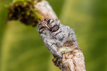 Jumping Spider on green moss with blur background , Close-up of Jumping Spider , Jumping Spider of Borneo
