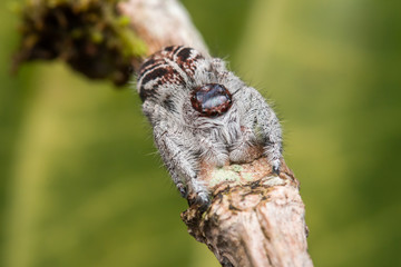 Jumping Spider on green moss with blur background , Close-up of Jumping Spider , Jumping Spider of Borneo