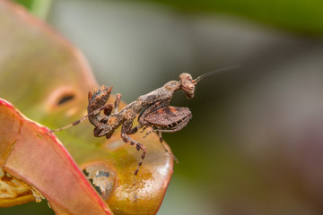 Macro image of Brown Mantis of Borneo Island