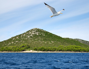 Flying seagull near the Pasman island in the Adriatic sea. Croatia.