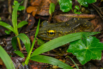 Macro image of detail frog in deep jungle at Borneo Island