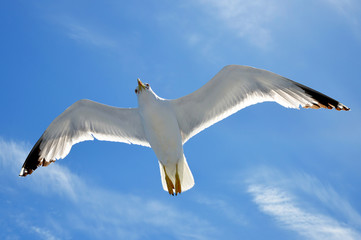 Flying seagull with blue sky in the background.