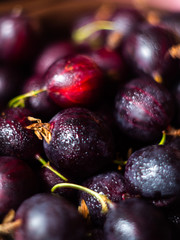 Gooseberry berries background or texture. The ripened berries of gooseberries. Natural background.
