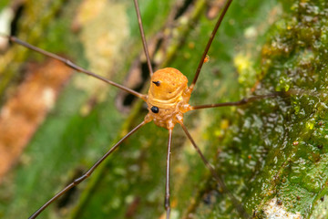 Close-up of beautiful spider on deep jungle