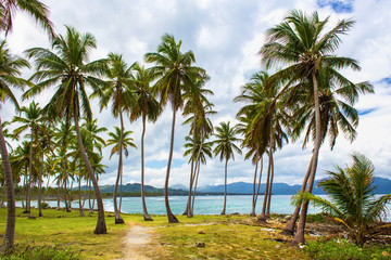Fototapeta na wymiar Path through a palm tree forest in Dominican Republic 