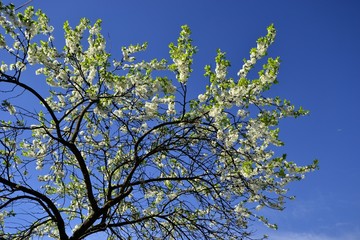 Цветущие ветки деревьев на фоне синего неба