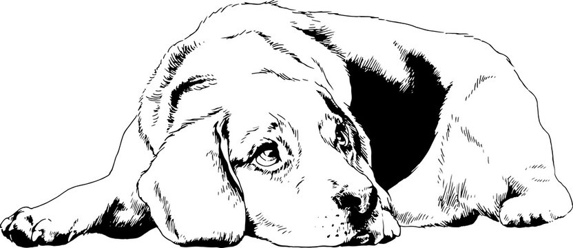 pedigree dog drawn in ink by hand on a white background