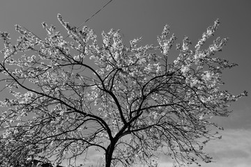 Цветущее вишнёвое дерево в черно-белой палитре