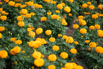 オレンジ色のマリーゴールドの花