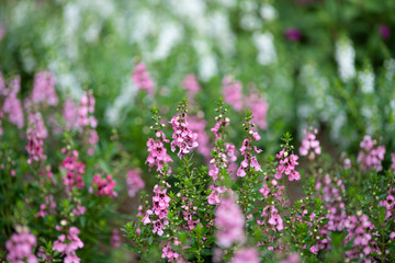 ピンク色のアンゲロニアの花