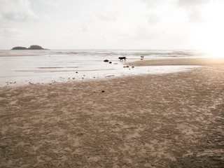 Sunset beach in Thailand.