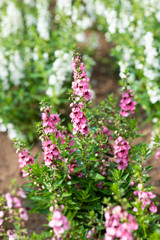 ピンク色のアンゲロニアの花