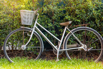 Fototapeta na wymiar Vintage bicycle parked in a green grassy and tree in garden on shining sunshine.
